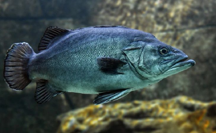 Ученые обнаружили рыб, способных перемещаться по суше