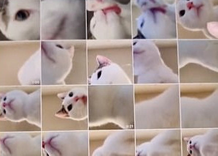 Оказался настоящей моделью: Хозяйка заглянула в планшет и узнала о проделках любимого кота Оказался настоящей моделью: Хозяйка заглянула в планшет и узнала о проделках любимого кота