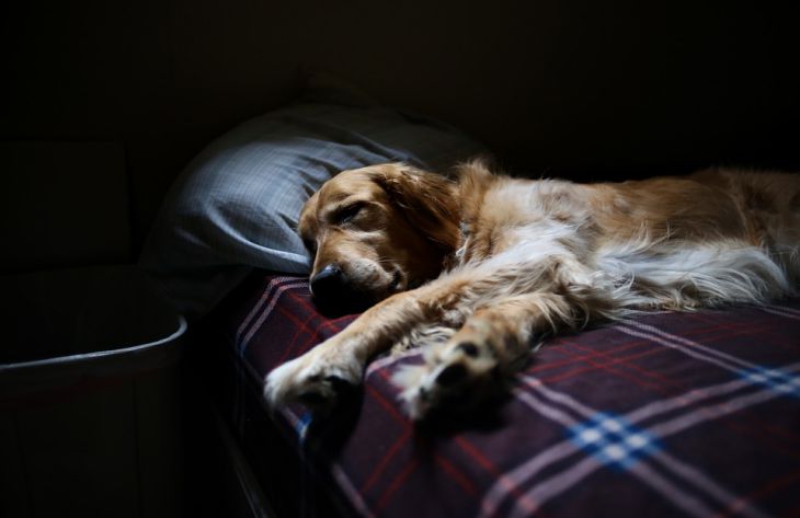 3 причины, по которым собака любит спать на вашем месте