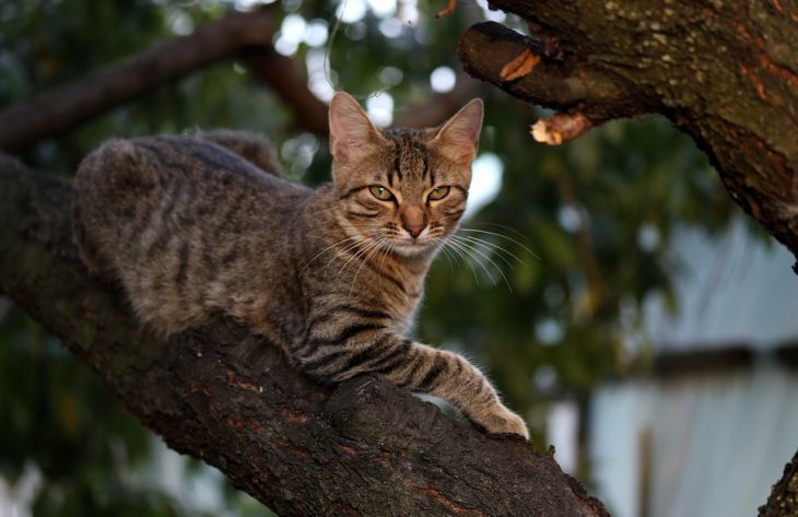 Эксперты рассказали, почему нельзя брать кошку на руки