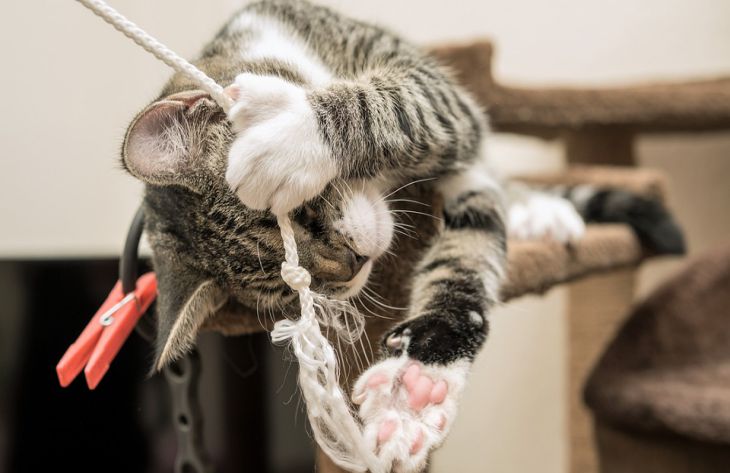 Домашние клептоманы: эксперты назвали 3 причины, почему кошки воруют наши вещи
