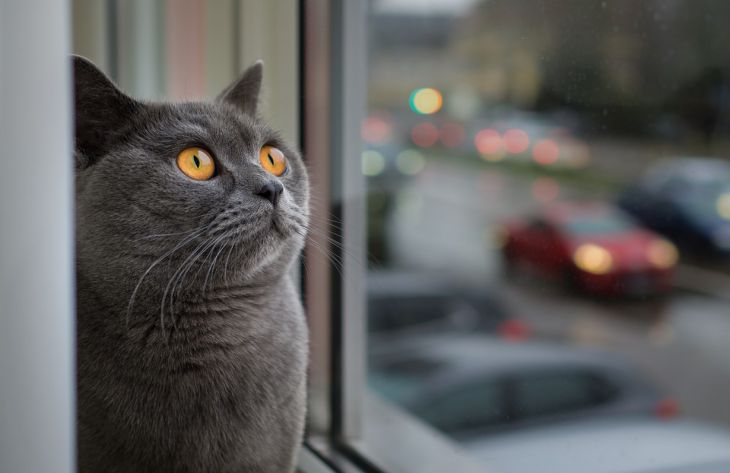 Эксперт объяснила, почему кошки любят смотреть в окна