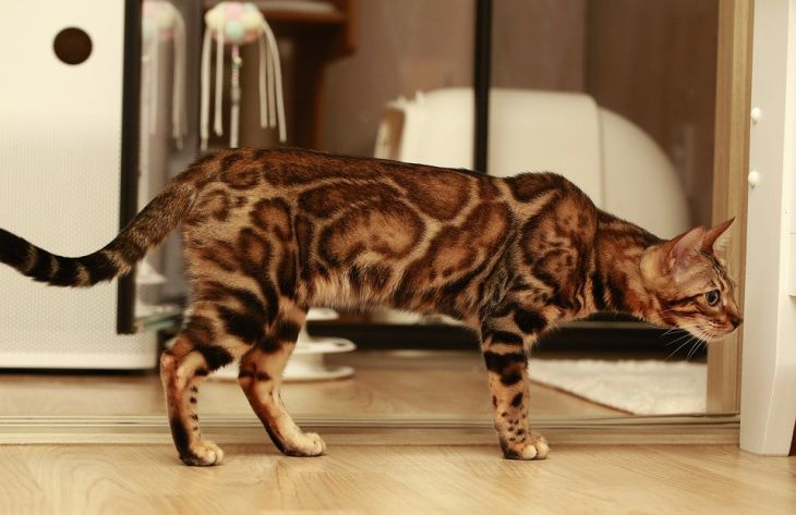 Справится не каждый: эксперты назвали породы кошек, которых трудно воспитывать