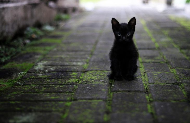 Ученые объяснили, почему фольга пугает кошек и как можно использовать этот страх с пользой