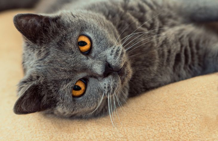 Специалисты назвали 3 главные причины, почему кошка хочет спать с вами