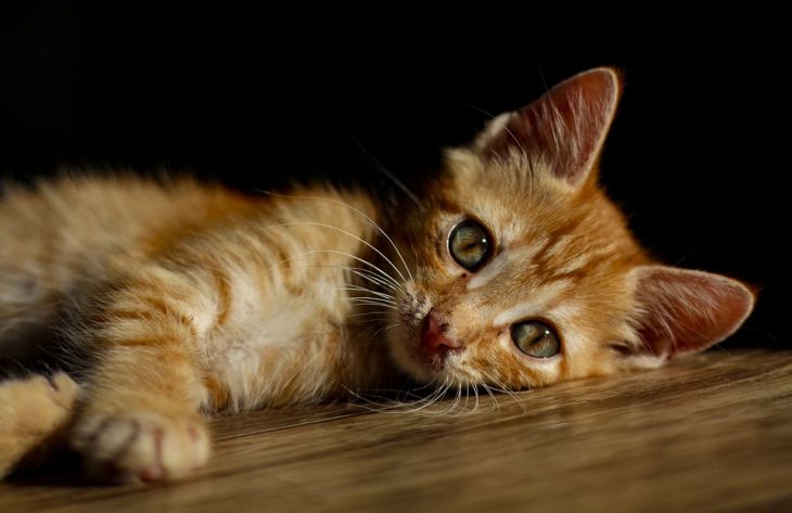 Почему кошки пристально смотрят на человека: ученые назвали 4 причины