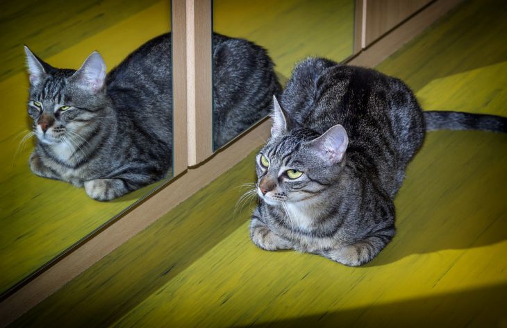 Ученые объяснили, почему кошки не любят смотреться в зеркало