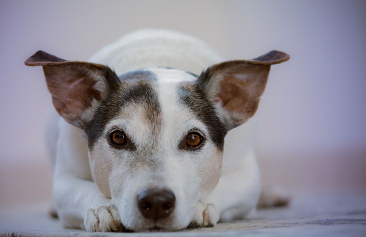 Ученые выяснили, умеют ли собаки предчувствовать смерть своих хозяев