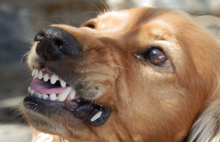 Эксперты назвали 5 типов людей, которых собаки ненавидят всей душой