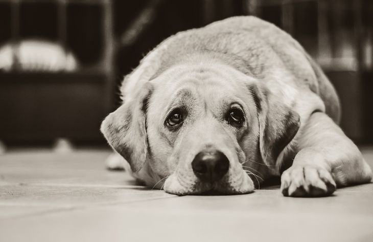 4 неожиданные причины, по которым грустят собаки