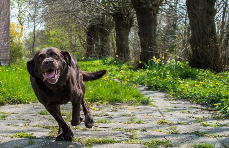 Эксперты объяснили, почему во время прогулки собака убегает от хозяина