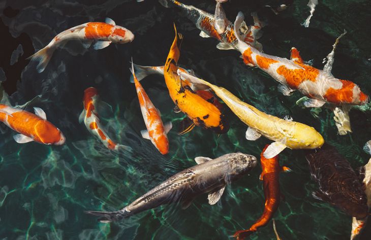 Удивительные обитатели морских глубин: 7 фактов о рыбах, о которых вы не знали