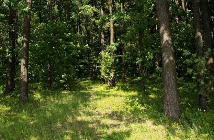В трех районах Беларуси установлен запрет на посещение лесов