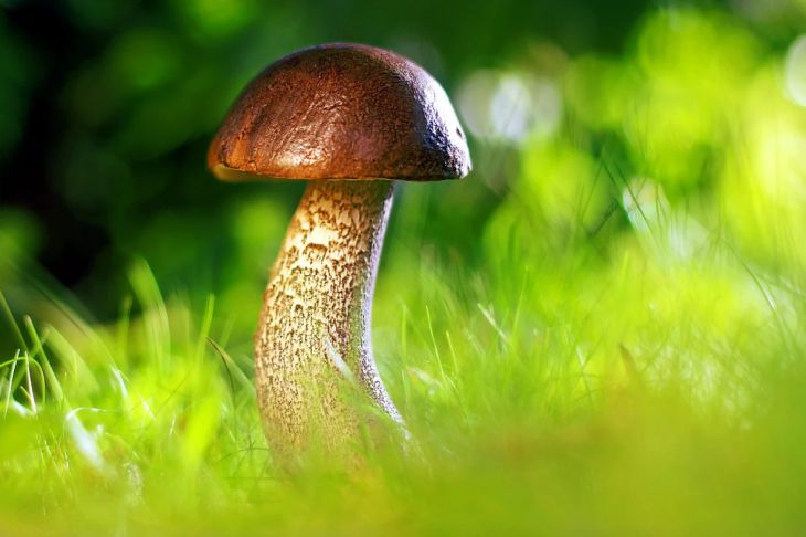 Специалист рассказал, какие съедобные грибы могут быть опасны