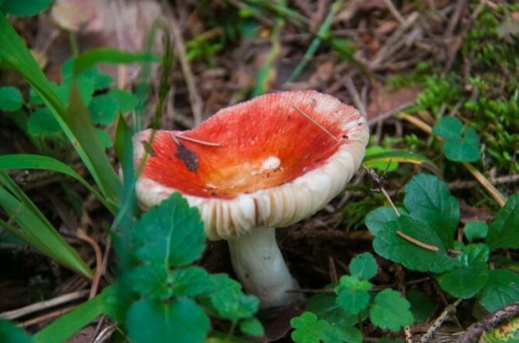 На Гомельщине женщина умерла от отравления грибами. Всего отравились 5 человек