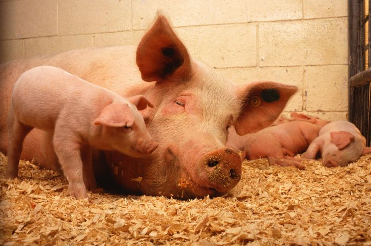 Беларусь планирует поставлять свинину в Китай