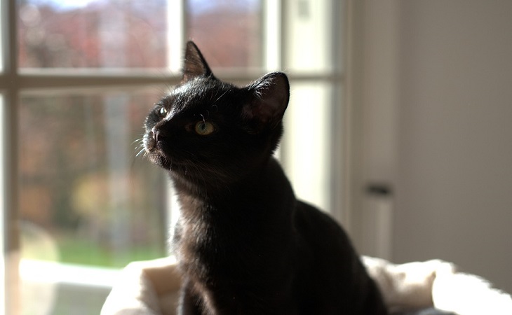 Фото Даст Кота Фото Даст Кота