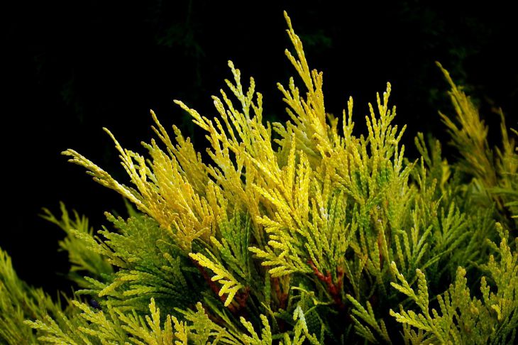 Осенняя посадка туи: когда и как правильно высадить саженец Осенняя посадка туи: когда и как правильно высадить саженец