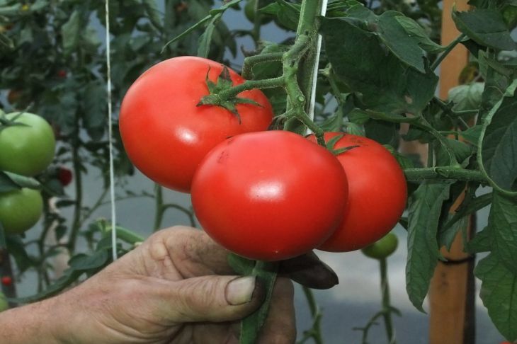 Когда собирать урожай помидоров: рекомендации, которые удивят