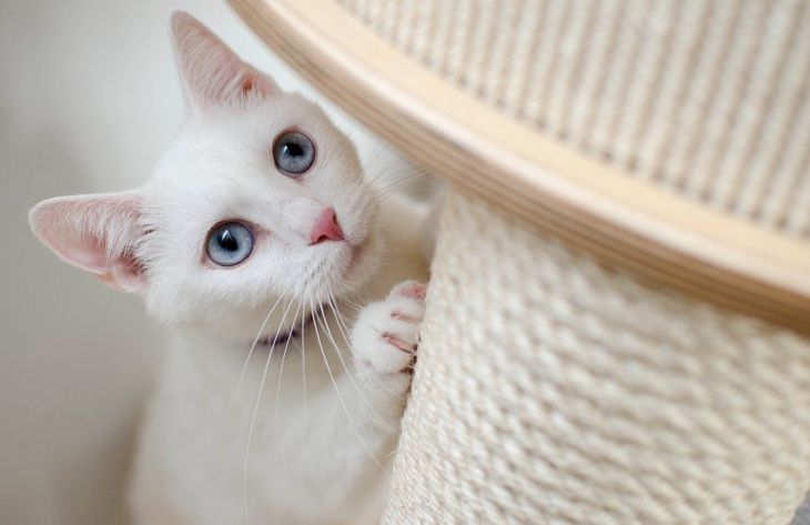 Эксперт назвала 9 команд, которым можно научить любую кошку