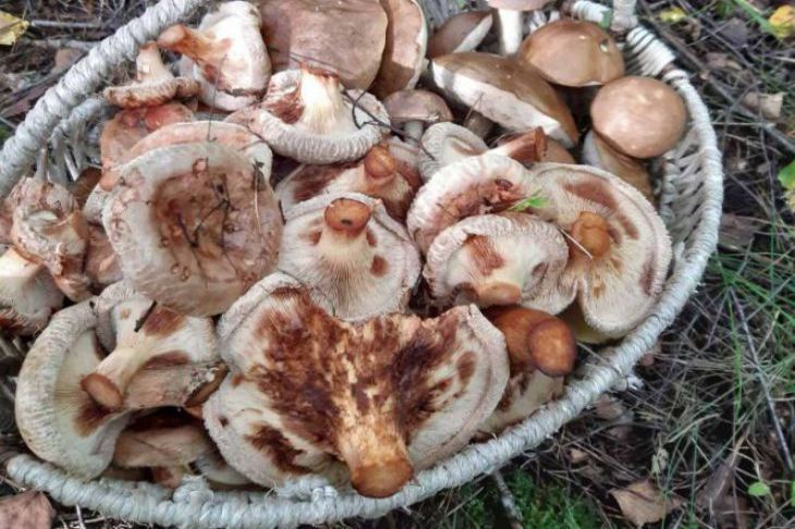 Узнали, кто и зачем запасает грибы,  что предлагают на рынке и где сбор грибов запрещен