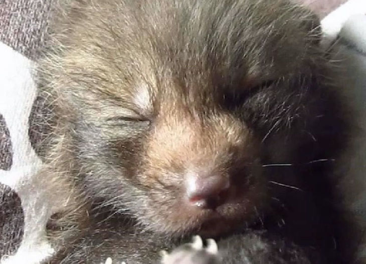 Пожарные были рады, что спасли щенков, но то, что произошло дальше, их удивило