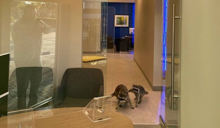 Вместо масок были лапки: Мужчина шёл в банк и стал свидетелем ограбления Вместо масок были лапки: Мужчина шёл в банк и стал свидетелем ограбления