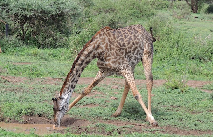 Люди увидели, как жирафы едят траву, и теперь их жизнь не будет прежней