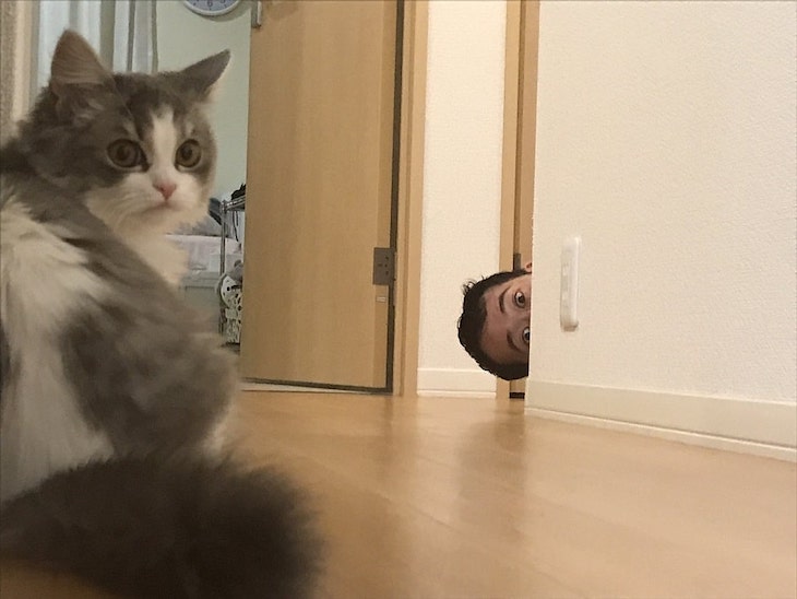 Неожиданный поворот и удивление: Хозяин сыграл с кошкой в гляделки и выиграл