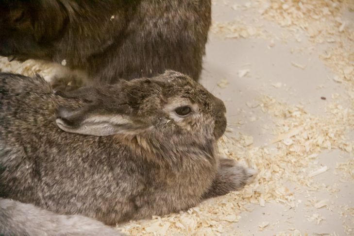 Белорусам разрешили охотиться на зайца. Но есть условия