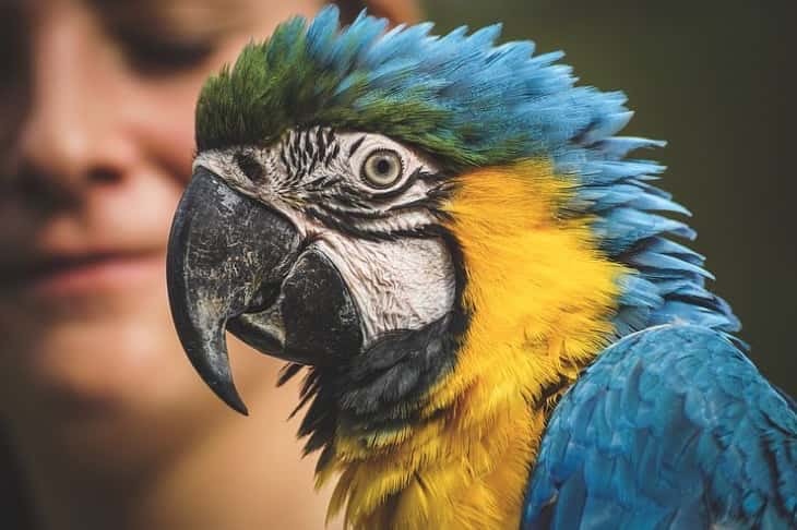 Ученые выяснили, чем еще могут питаться домашние попугаи