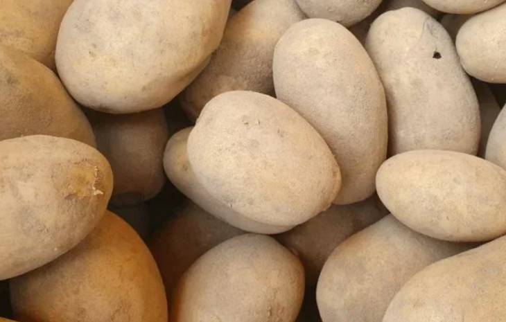 Тракторист из Дрогичинского района за два дня украл 15 тонн картофеля