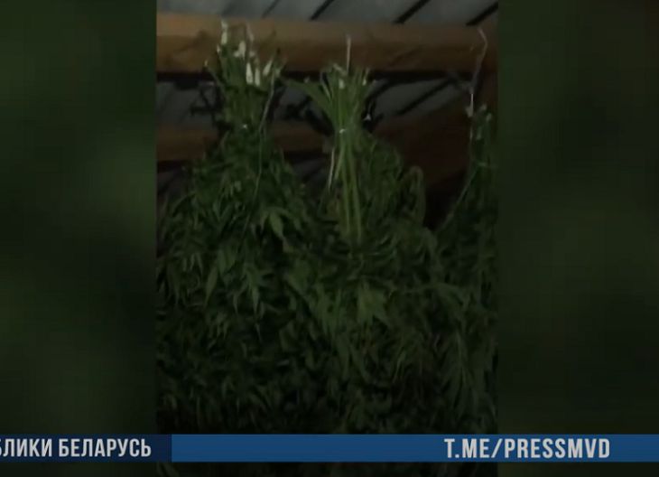 На Витебщине хитрые наркодилеры прятали плантации конопли среди крапивы На Витебщине хитрые наркодилеры прятали плантации конопли среди крапивы