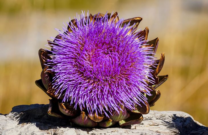 Ученые назвали растение, которое защитит от онкологии и болезни Альцгеймера Ученые назвали растение, которое защитит от онкологии и болезни Альцгеймера