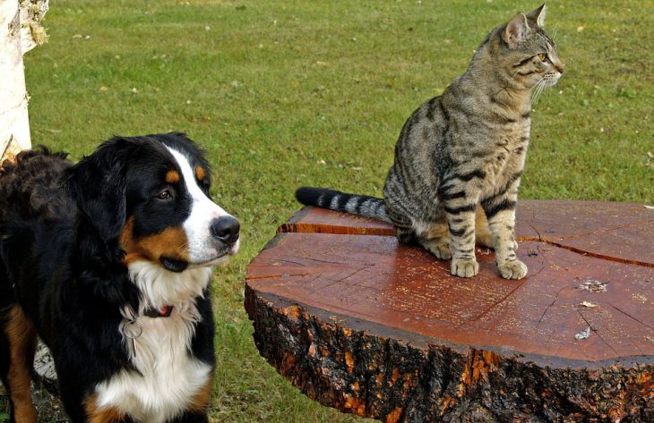 Кто умнее: кошки или собаки? Ответ зоологов вас удивит