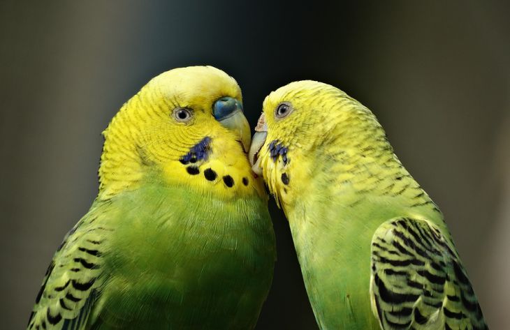 Эксперт рассказала, как правильно ухаживать за разными видами попугаев