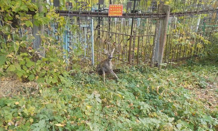 В Бобруйске сотрудники МЧС спасли застрявшую в заборе косулю В Бобруйске сотрудники МЧС спасли застрявшую в заборе косулю