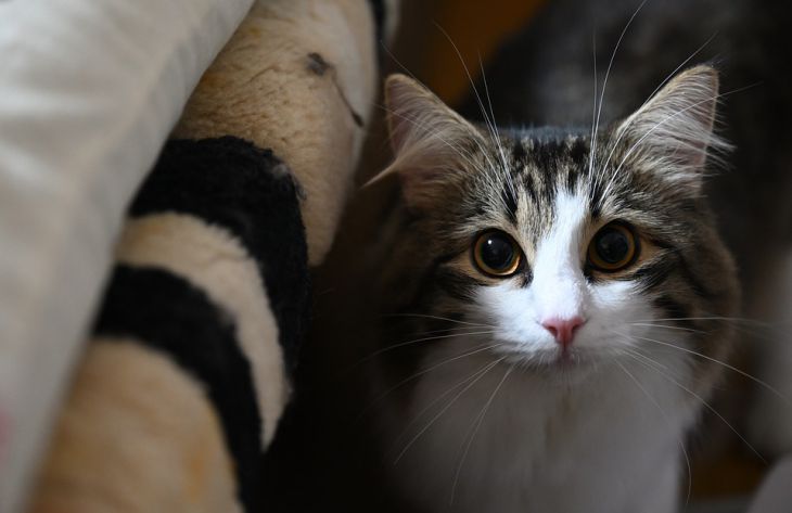 Специалисты объяснили, зачем кошки делают массаж лапками: новости,  животные, кошки, наука, поведение, домашние животные