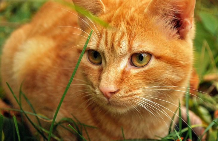 Специалисты выяснили, почему кошка может игнорировать свою кличку