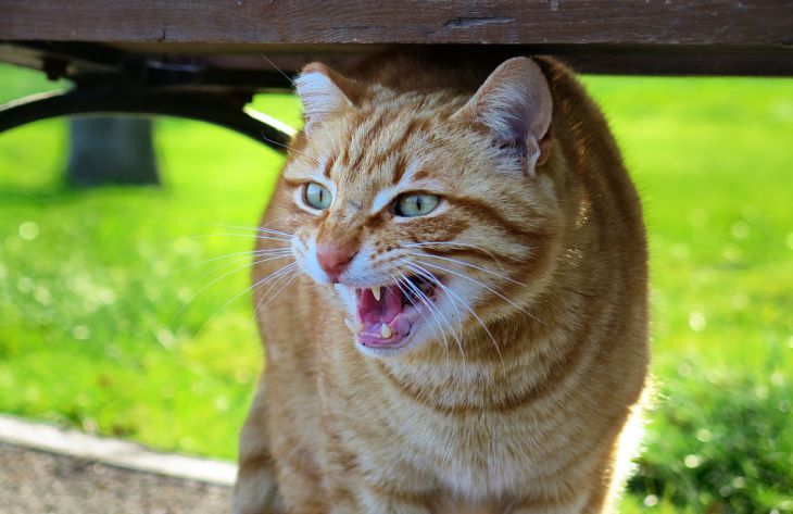 Эксперты перечислили 5 привычек хозяина, за которые кошка его возненавидит