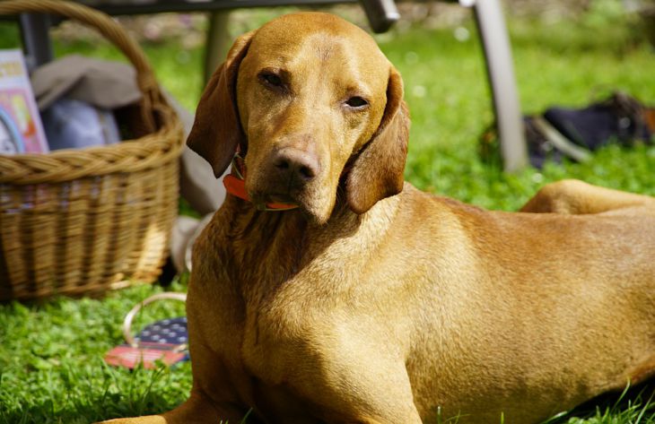 Почему собаки не любят, когда их пытаются взять на руки: зоологи назвали 3 причины