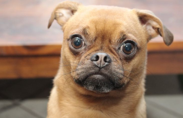 Почему с собакой нельзя быть слишком строгим: зоологи назвали 5 причин Почему с собакой нельзя быть слишком строгим: зоологи назвали 5 причин