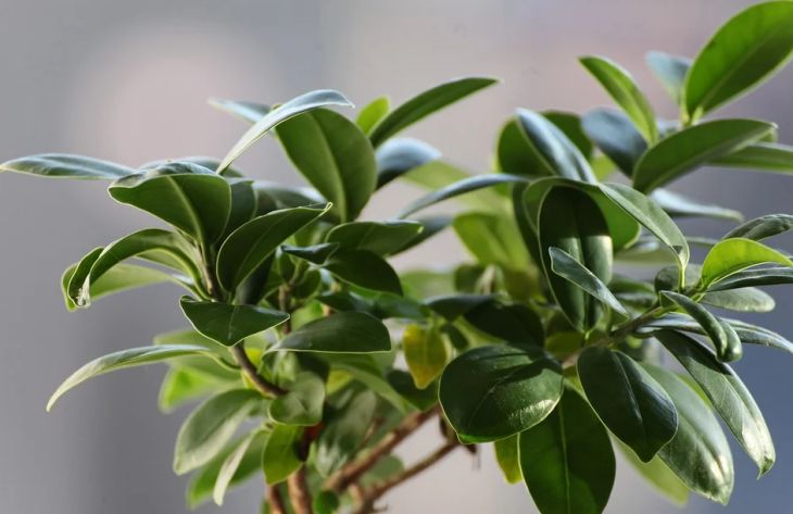 Дизайнеры назвали комнатные растения, которые подойдут к любому интерьеру