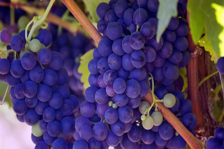 Уход за виноградом: советы начинающему садоводу: новости, виноград, ягоды,урожай, дача, лайфхаки, сад и огород