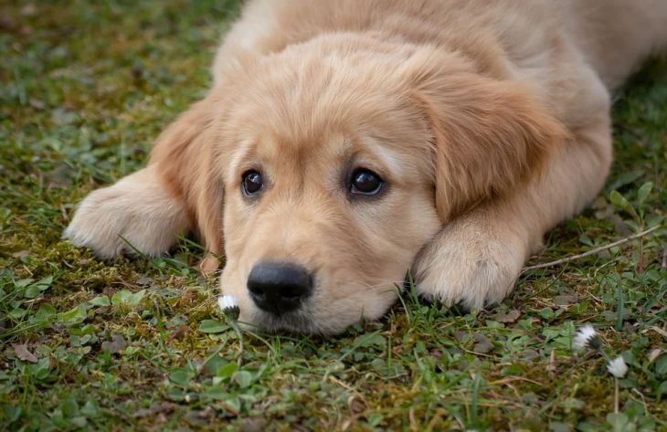 Ученые выяснили, зачем собаки едят траву