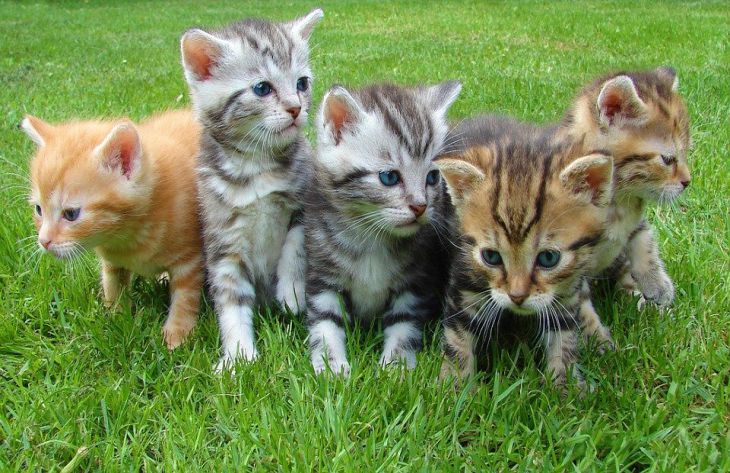 Зоологи объяснили, зачем мама-кошка может откусывать своим котятам усы