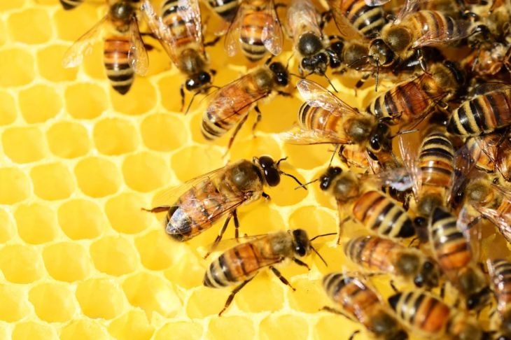 Эксперты перечислили 5 невероятных свойств мёда