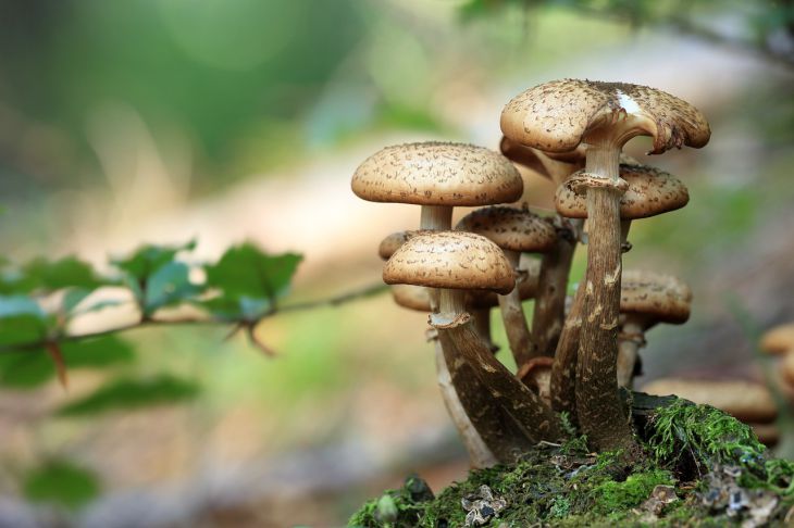 Таких вы точно не встречали в лесу: список грибов-рекордсменов
