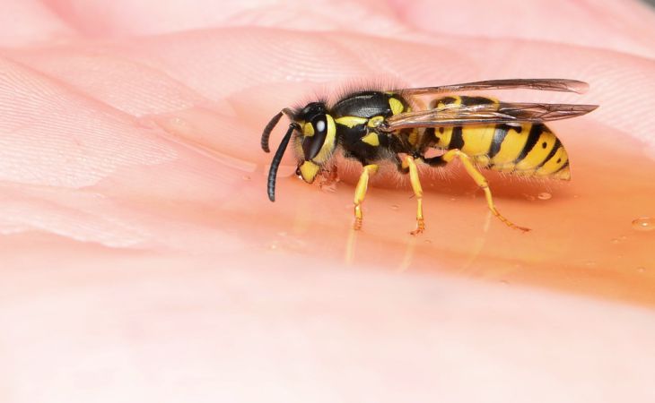 Женщина погибла от укуса осы, спрятавшейся в пакете сока