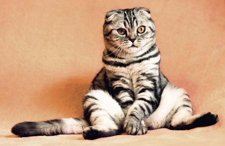 Медики перечислили болезни, которыми можно заразиться даже от домашней кошки